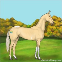 Horse Color:Palomino Tobiano 