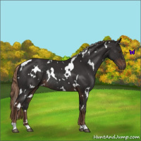 Horse Color:White Spotted Liver Chestnut Rabicano 