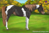 Horse Color:Liver Chestnut Tobiano 