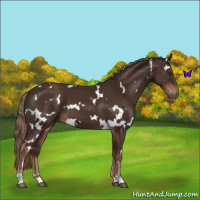 Horse Color:White Spotted Liver Chestnut 
