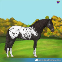 Horse Color:Liver Chestnut Near Leopard 