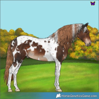 Horse Color:White Spotted Liver Chestnut Tobiano 