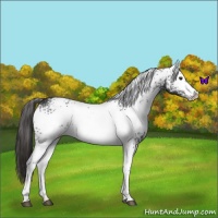 Horse Color:White Spotted Liver Chestnut 