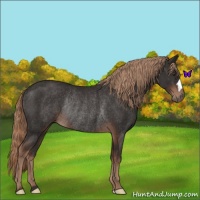 Horse Color:Liver Chestnut Rabicano 
