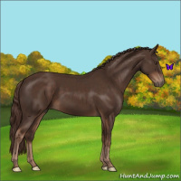 Horse Color:Liver Chestnut Sabino 