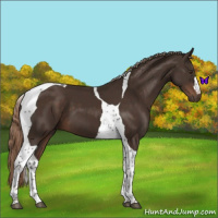 Horse Color:Liver Chestnut Tobiano 