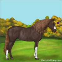 Horse Color:Liver Chestnut Rabicano 