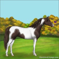Horse Color:Liver Chestnut Tobiano 