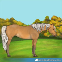 Horse Color:Silver Buckskin 