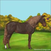 Horse Color:Liver Chestnut 
