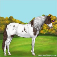 Horse Color:White Spotted Liver Chestnut Tobiano Frame Appaloosa 