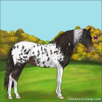 Horse Color:Liver Chestnut Tobiano Appaloosa 