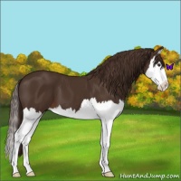 Horse Color:Liver Chestnut Splash 