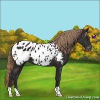 Horse Color:Liver Chestnut Appaloosa