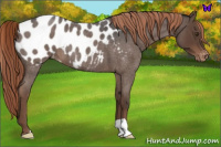 Horse Color:Liver Red Roan Appaloosa