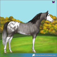 Horse Color:Liver Red Roan Splash Appaloosa Rabicano