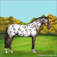 Horse Color:Liver Chestnut Appaloosa