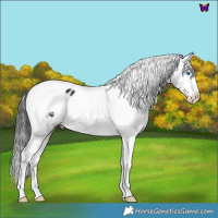 Horse Color:Liver Chestnut Splash Tobiano Varnish 
