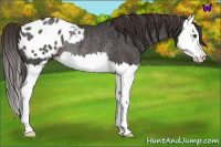 Horse Color:Liver Red Roan Splash Appaloosa Rabicano