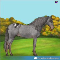Horse Color:Liver Chestnut Sabino Blanket 