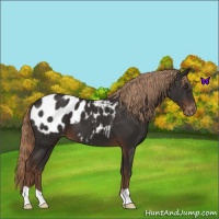 Horse Color:Liver Chestnut Appaloosa 