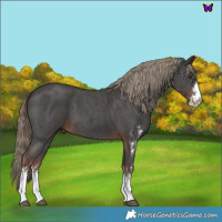 Horse Color:Liver Chestnut Sabino