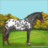 Horse Color:Liver Red Roan Appaloosa 