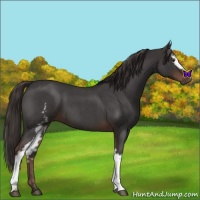 Horse Color:White Spotted Liver Red Roan 