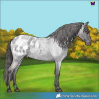 Horse Color:Liver Red Roan Appaloosa 