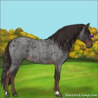 Horse Color:Liver Red Roan 