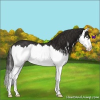 Horse Color:Liver Chestnut Sabino Splash 