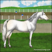 Horse Color:Gray Silver Buckskin Dun Tobiano 