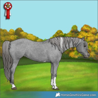 Horse Color:Black Tobiano Appaloosa Rabicano 