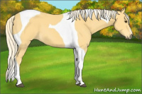 Horse Color:Palomino Tobiano 