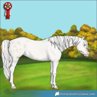 Horse Color:Cremello Tobiano Varnish Rabicano 