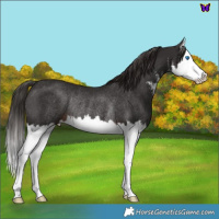 Horse Color:White Spotted Liver Chestnut Splash Rabicano