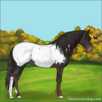 Horse Color:Liver Chestnut Snowcap 