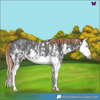 Horse Color:Liver Chestnut Sabino Splash Varnish