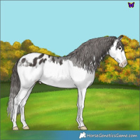 Horse Color:Liver Chestnut Splash Appaloosa Rabicano 