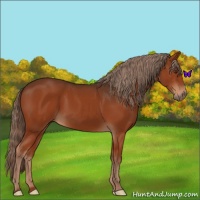 Horse Color:Liver Chestnut 