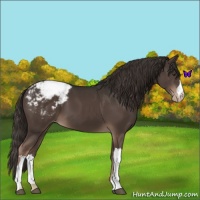 Horse Color:Liver Chestnut Appaloosa 