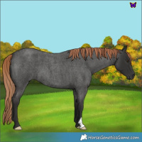 Horse Color:Liver Red Roan 