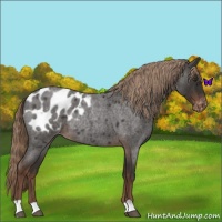 Horse Color:Liver Red Roan Appaloosa Rabicano 