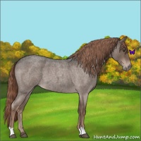 Horse Color:Liver Red Roan 
