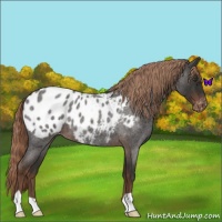 Horse Color:Liver Red Roan Appaloosa 