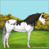 Horse Color:Liver Chestnut Splash Appaloosa 