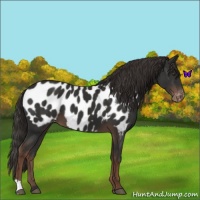 Horse Color:Liver Chestnut Appaloosa 