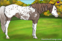 Horse Color:Liver Red Roan Splash Appaloosa 