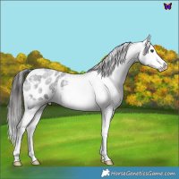 Horse Color:Liver Red Roan Splash Appaloosa