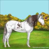 Horse Color:Liver Chestnut Sabino Splash Appaloosa 